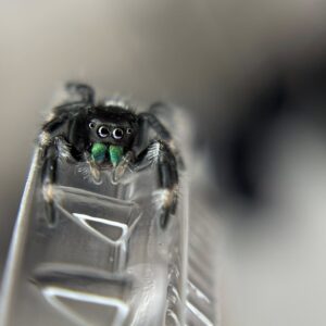 Male Jumper