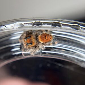 Red Female Jumper