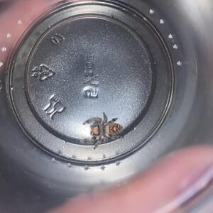 Orange Female Jumper